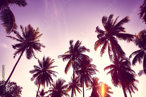 Color toned picture of coconut palm trees silhouettes at sunset, vacation concept. © MaciejBledowski