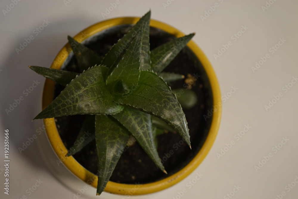 Fototapeta premium Beautiful houseplant succulent in a pot. Top view on a white background.