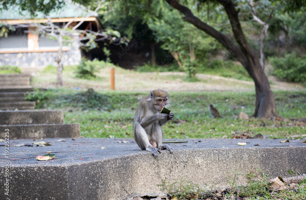 Obraz premium Monkeys are a pleasure to eat