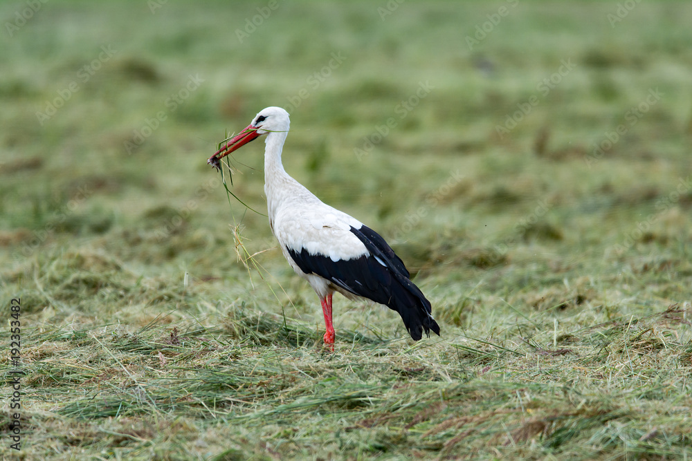 Storch beim fressen Storch beim fressen