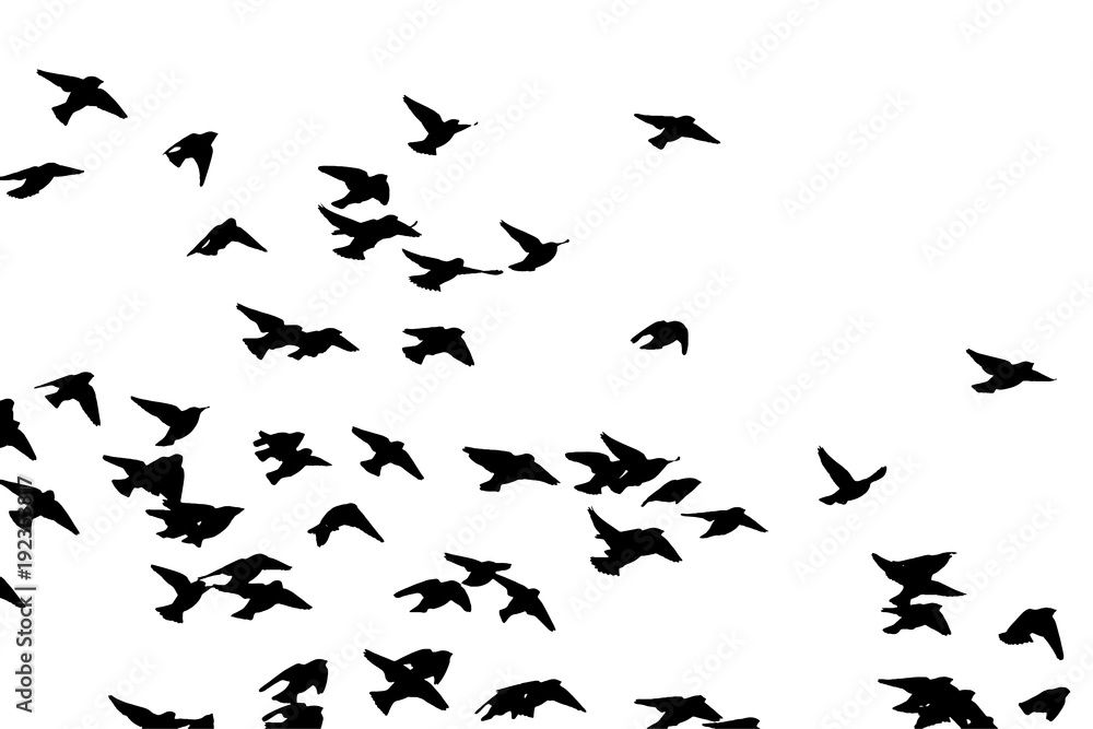 Bohemian waxwing (Bombycilla garrulus) in flight. Vector silhouette a flock of birds Bohemian waxwing (Bombycilla garrulus) in flight. Vector silhouette a flock of birds