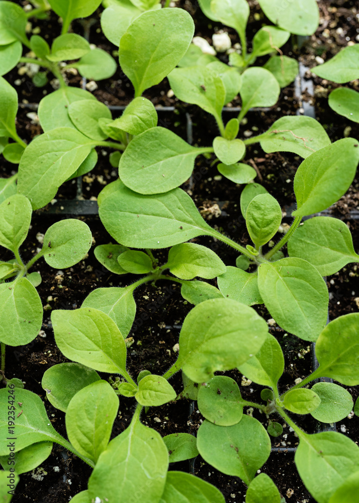 Top down view of petunias seedlings growing in a greenhouse flat. Top down view of petunias seedlings growing in a greenhouse flat.