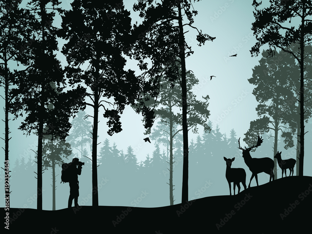 Vector illustration of coniferous forest with deer doe with a fawn and a tourist