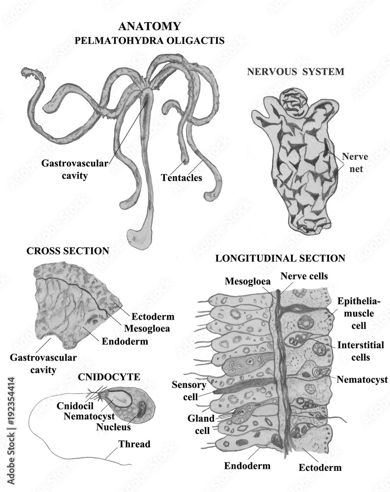 Hydra anatomy. Pencil drawing isolated images. StockIllustration