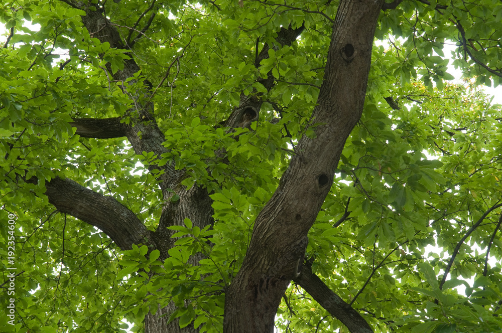 Fototapeta premium Esskastanienbaum im Köstental bei Aicha
