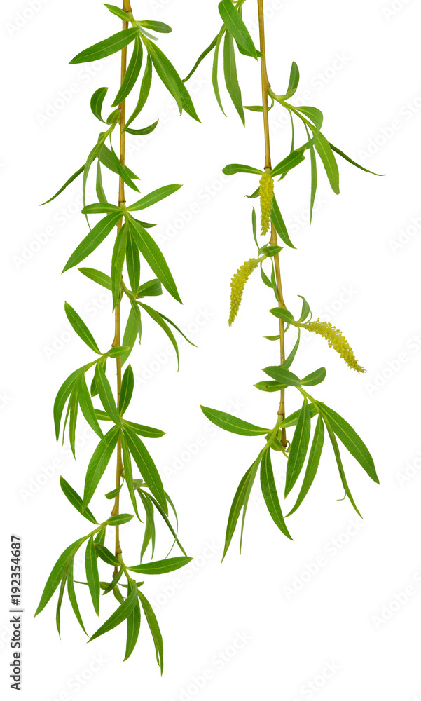 Fototapeta premium Young foliage and flowers of willow. Isolated. Spring. nature. Flowering branches willow.