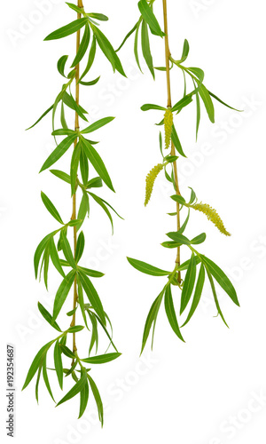 Young foliage and flowers of willow. Isolated. Spring. nature. Flowering  branches willow.