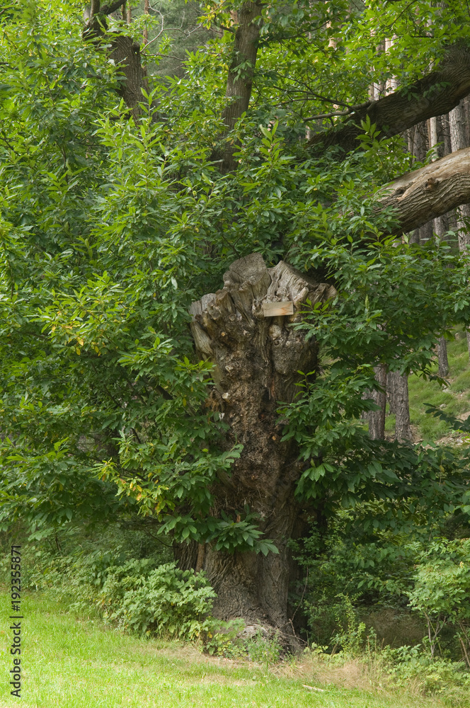 Esskastanienbaum im Köstental bei Aicha Esskastanienbaum im Köstental bei Aicha
