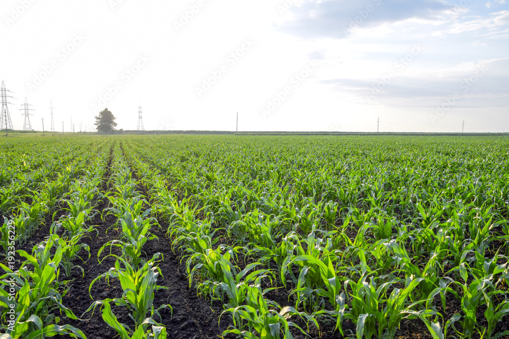 Fototapeta premium Young green corn on the field. Corn field in the spring. Growing