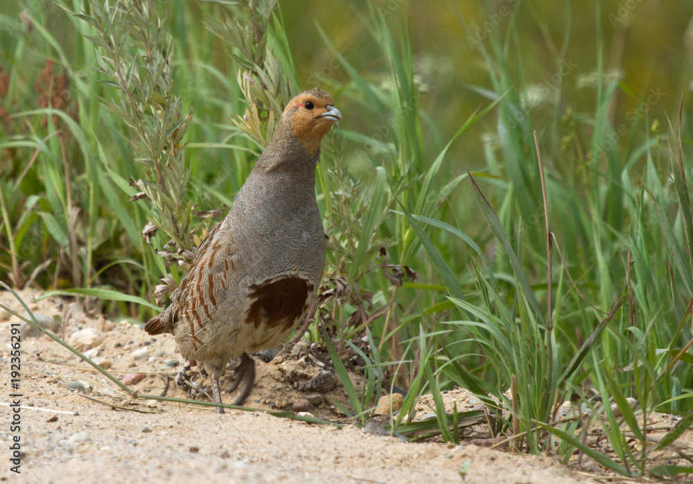 Grey partridge (Perdix perdix) in the field Grey partridge (Perdix perdix) in the field
