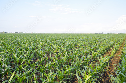 Young green corn on the field. Corn field in the spring. Growing