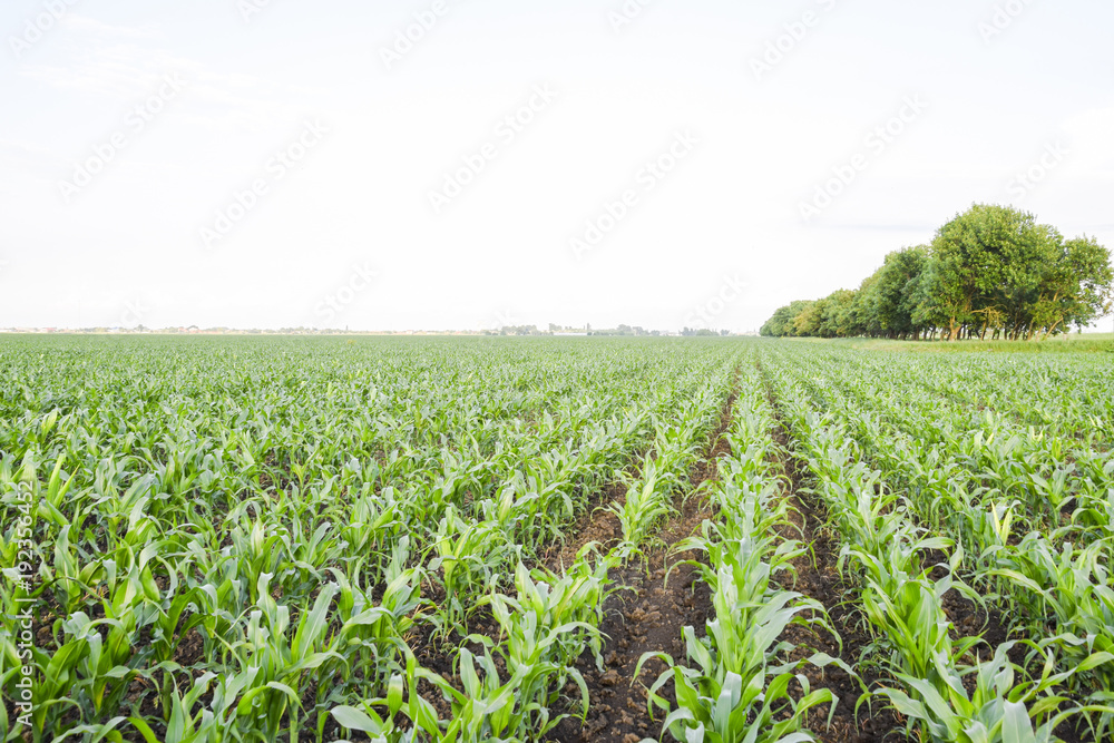 Young green corn on the field. Corn field in the spring. Growing Young green corn on the field. Corn field in the spring. Growing