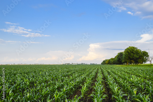 Young green corn on the field. Corn field in the spring. Growing