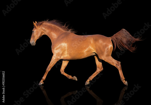 chestnut horse runs isolated on the black background
