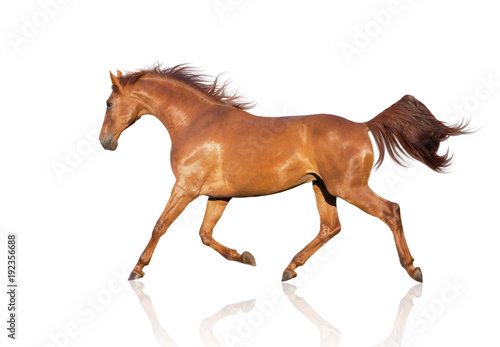 chestnut horse runs isolated on the white background