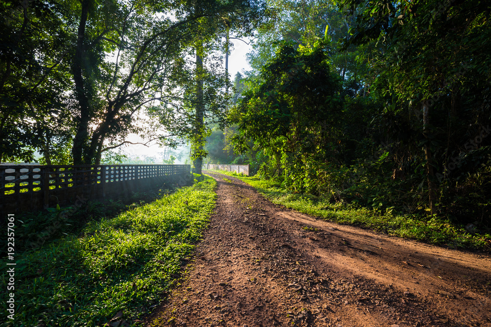 Obraz premium Park green meadow with tree