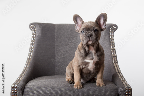 French bulldog puppy on chair