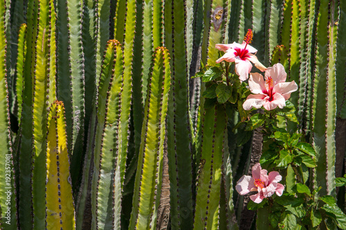 Rosa Hibiskusblüten neben einem Kaktus