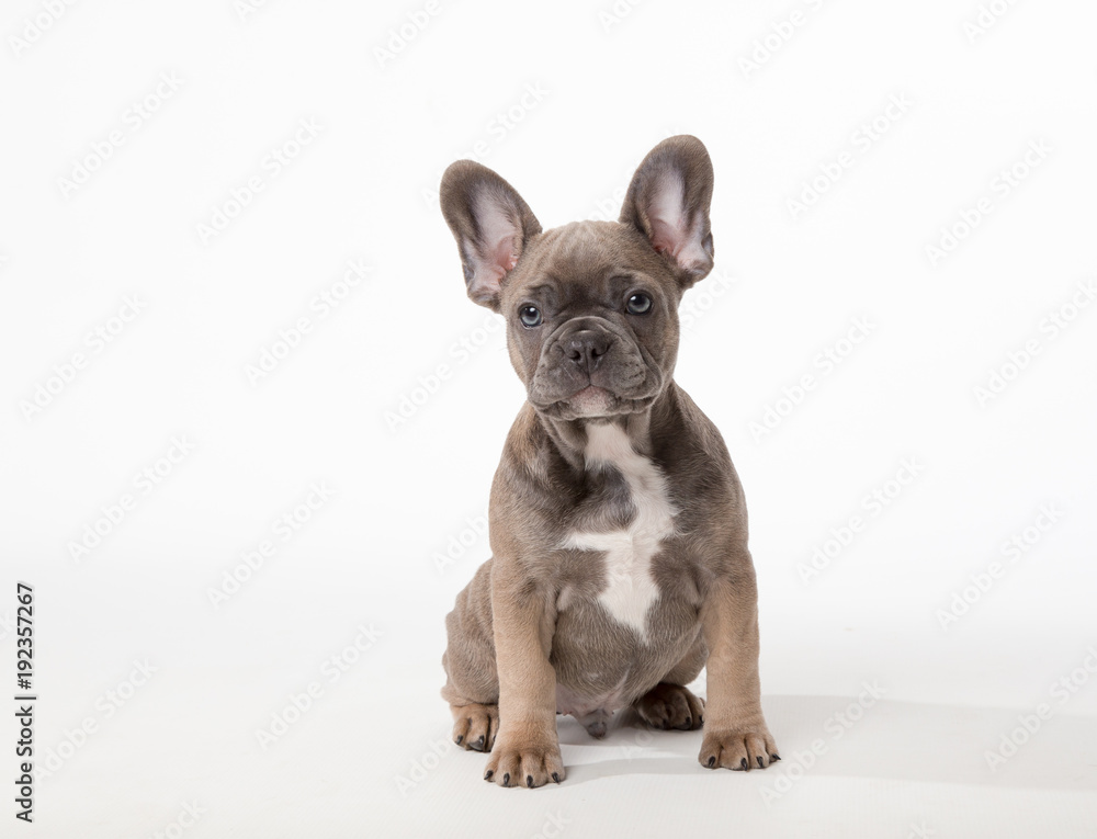 Cute French Bulldog puppy