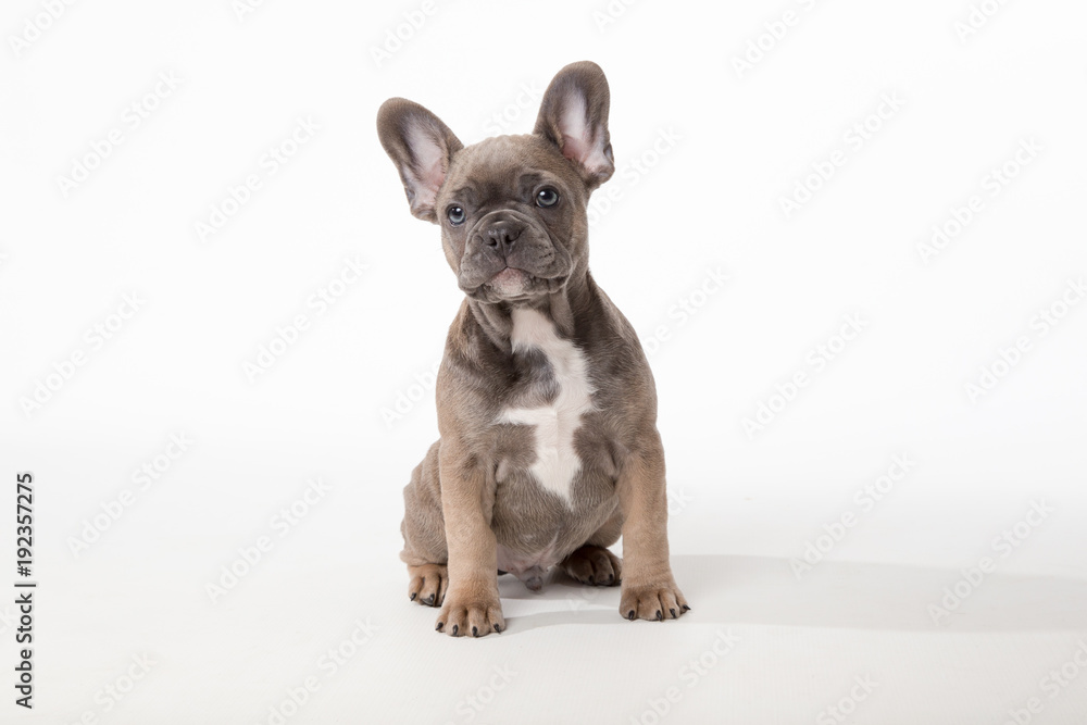 Cute french bulldog puppy