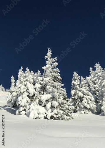 Winterwald - tief verschneit - in den österreichische Alpen bei Großarl - Ski amadé photo