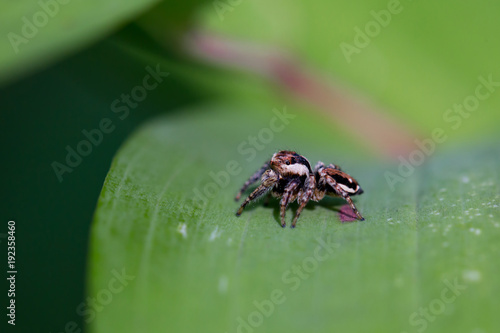 Spider Salticidae on the leaf