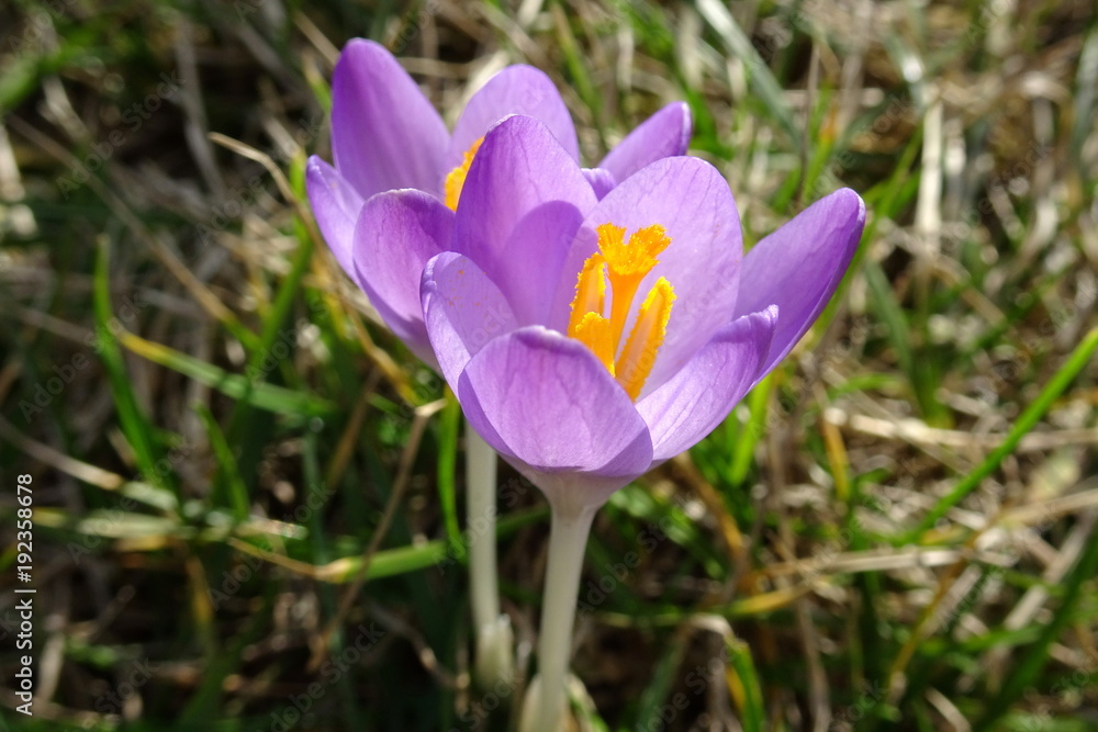 young violet (purple) crocuses flower in the grass - sign of spring young violet (purple) crocuses flower in the grass - sign of spring