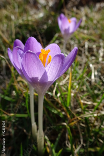 young violet (purple) crocuses flower in the grass - sign of spring