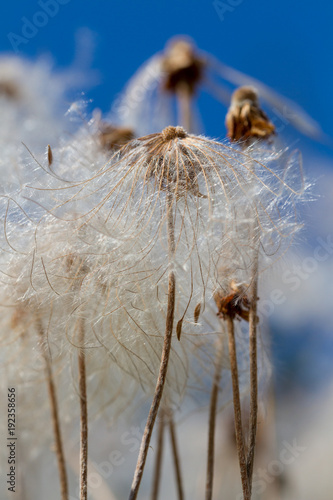Fototapeta Naklejka Na Ścianę i Meble -  dandelion in extraordinary shape