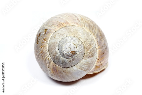 Closeup empty edible snail  (Helix pomatia) isolated on the white background
