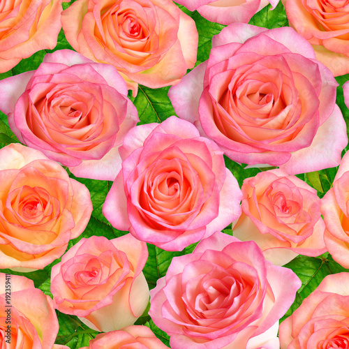 Seamless background with Pink roses