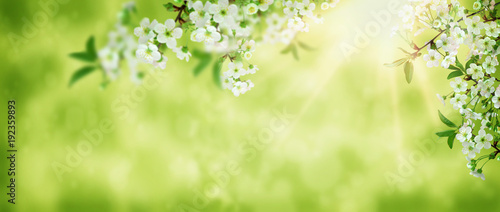 Spring background art white cherry blossom. Beautiful nature scene with blooming tree and sun flare. Sunny day. Spring flowers. Beautiful orchard. Abstract blurred background. © 151115