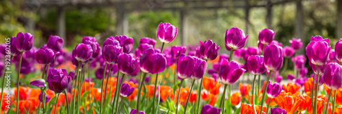 Field of purple and orange tulips