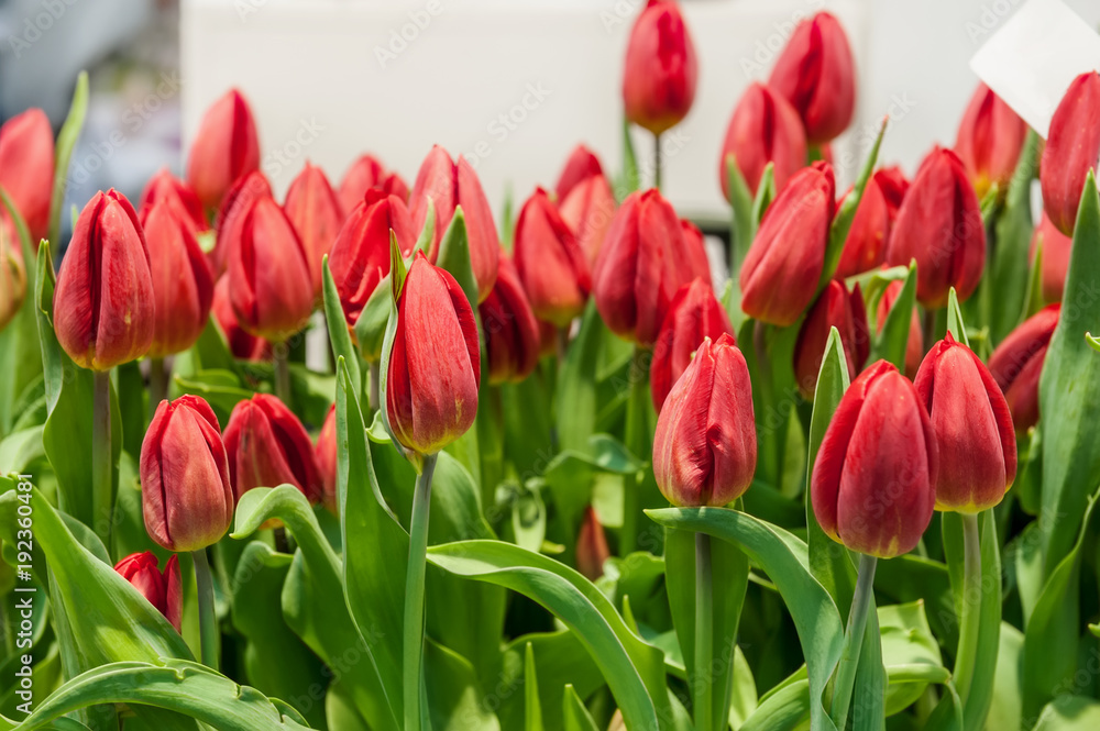 Fototapeta premium Red tulips on a Sunny spring day, selective focus. Background.
