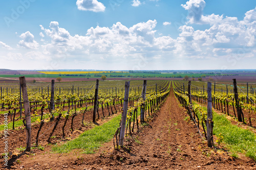 Rows of Vineyard Grape Vines. Spring landscape with green vineyards.