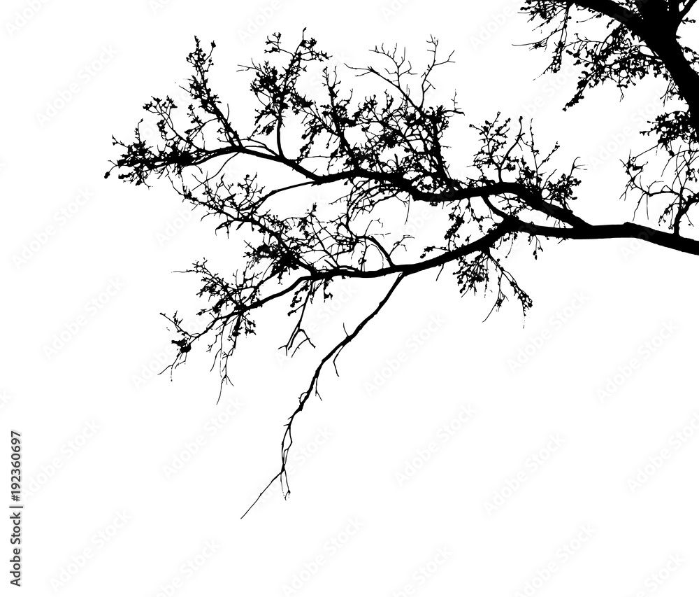 tree branch