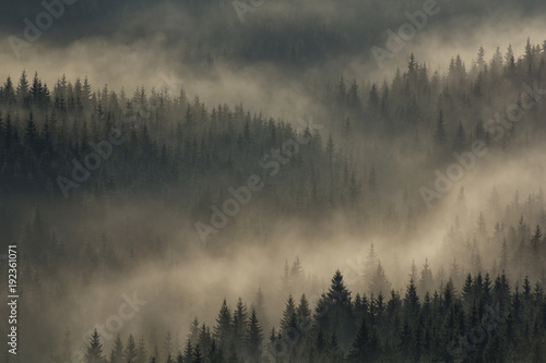 Misty morning in the Carpathian forests in Transylvania, Romania © Calin