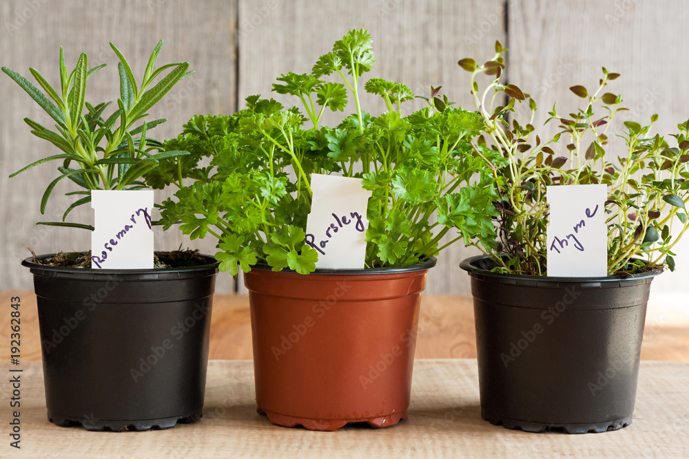 Fresh herbs in pots on a wooden table