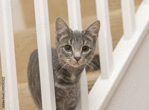 Kitten Portrait on the stairs 