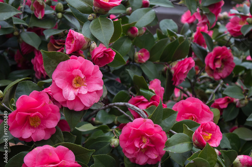 pink camellia flowers