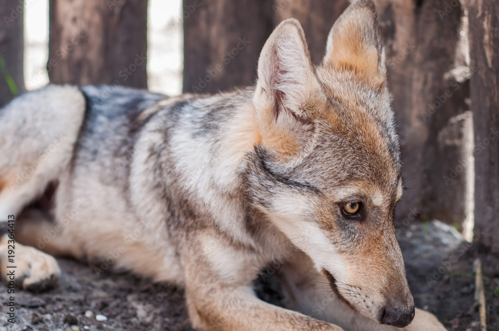 Fototapeta premium Lazy wolf puppy