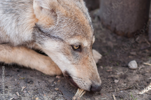 Lazy wolf puppy