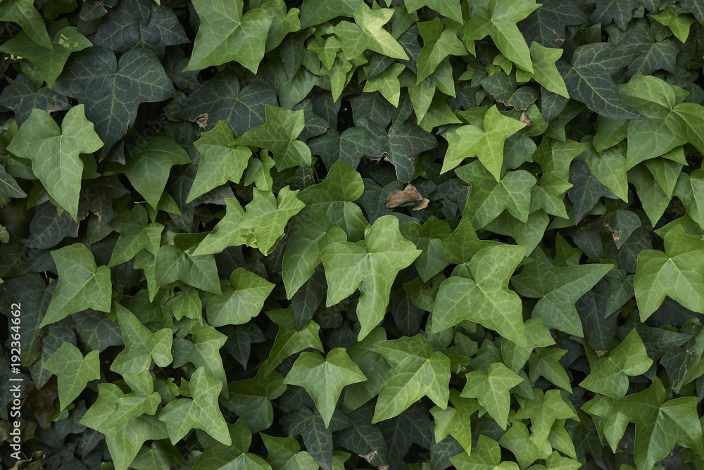 Hedera helix Hedera helix
