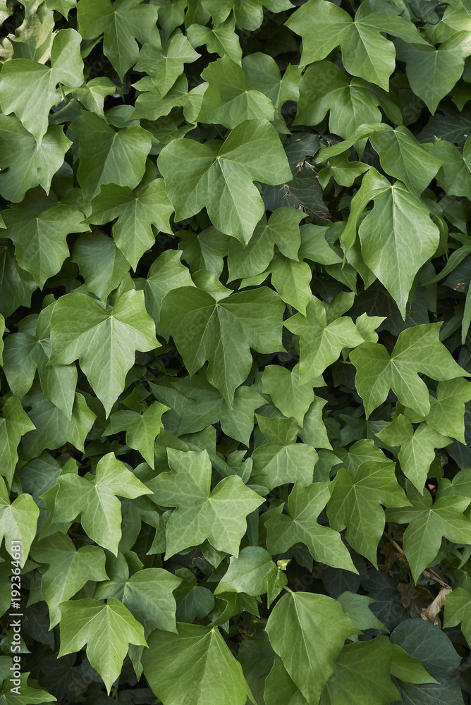Hedera helix Hedera helix