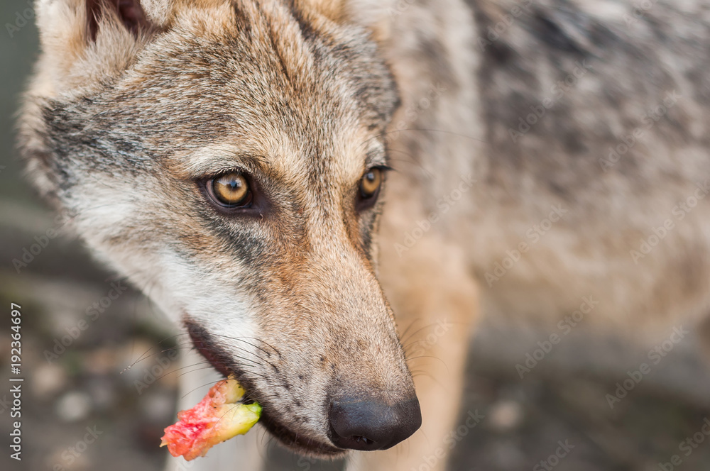 Obraz premium Wolf puppy eating