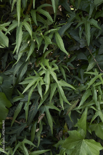 Hedera helix