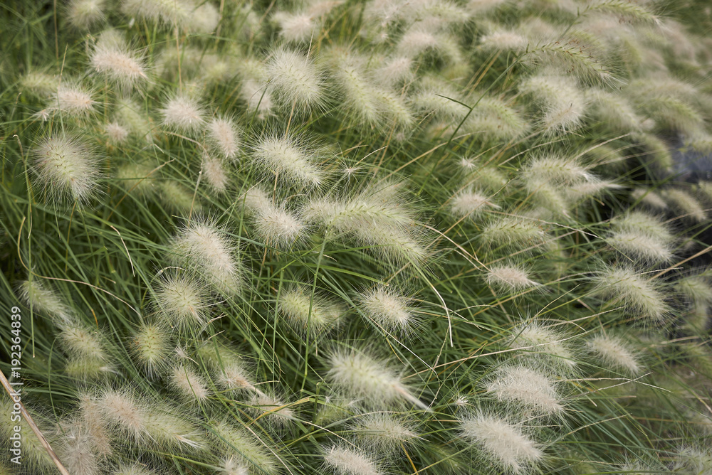 Pennisetum villosum Pennisetum villosum