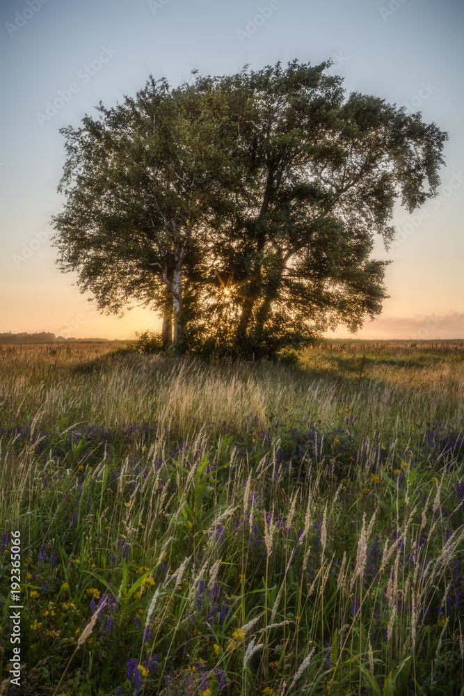 Sunrise behind the tree standing in a field