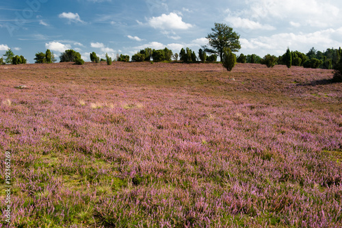 Lüneburger Heide