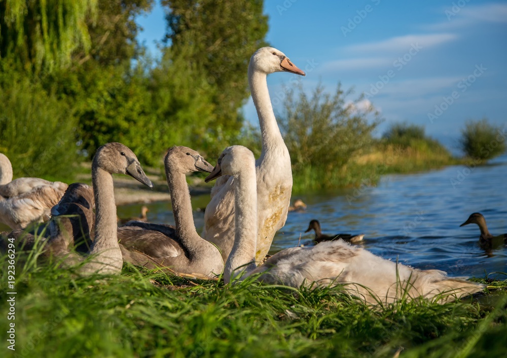 Fototapeta premium Group of young mute swans at a lake in Germany during a summer evening